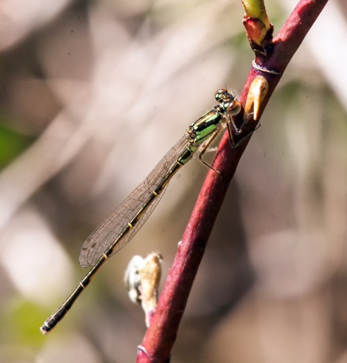 Fragile Forktail