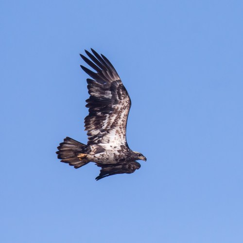 juvenile bald eagle