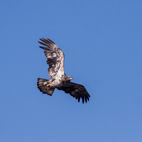 juvenile bald eagle