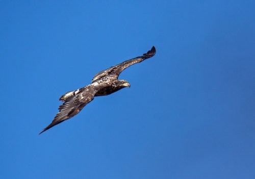 juvenile bald eagle
