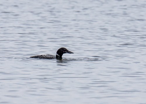 Common Loon