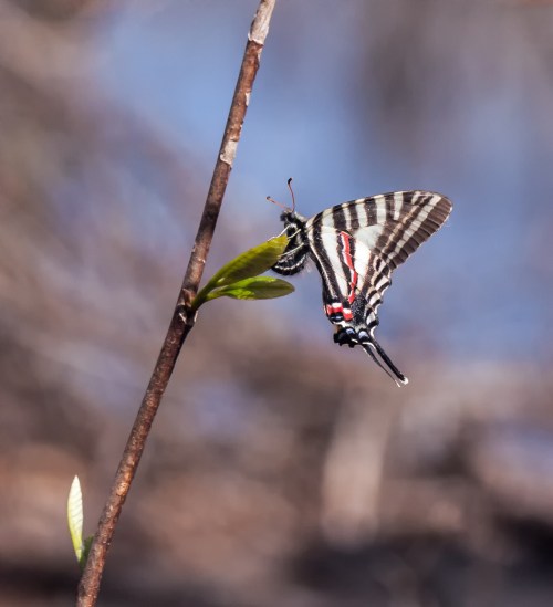 Zebra Swallowtail