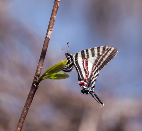 Zebra Swallowtail