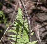 arrowhead2_21May19_blog