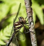 arrowhead5_21May19_blog