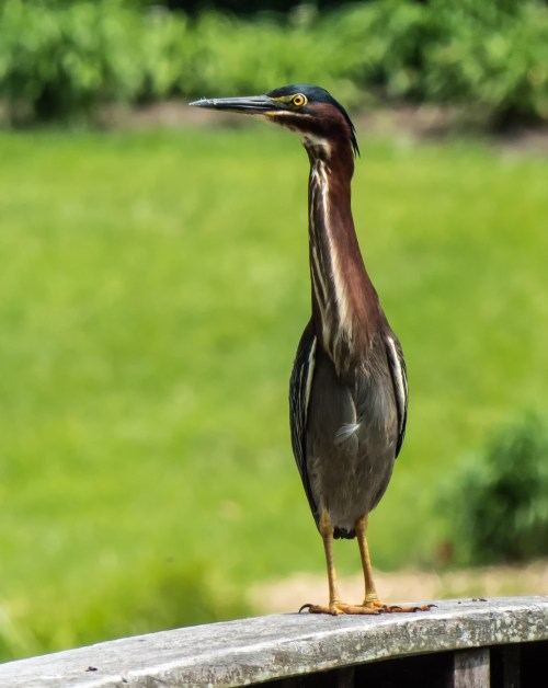 Green Heron