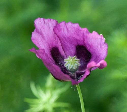 purple poppy