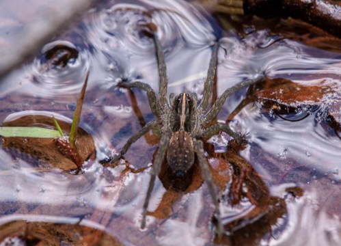Six-spotted Fishing spider
