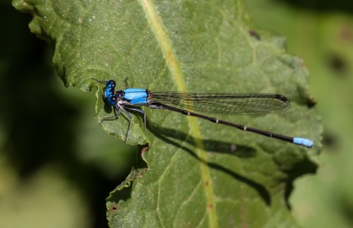 Blue-fronted Dancer