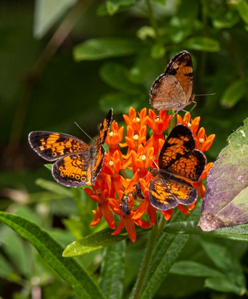 butterfly weed