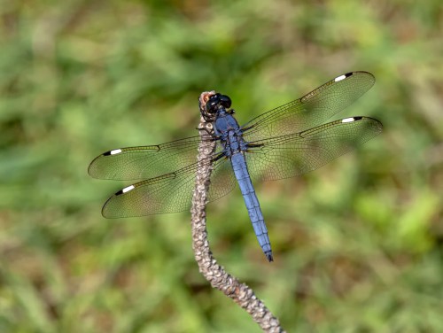 Spangled Skimmer