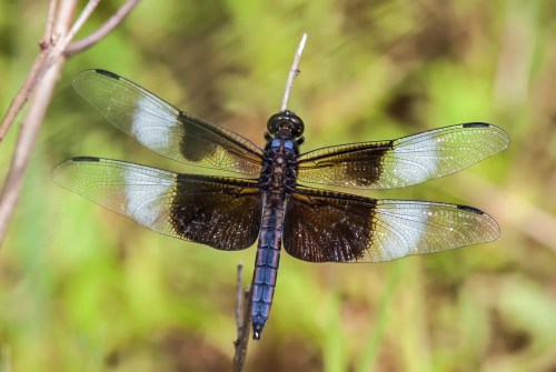 Widow Skimmer