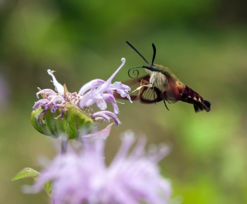 Hummingbird Clearwing Moth