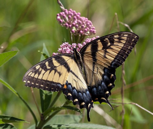 Eastern Tiger Swallowtail