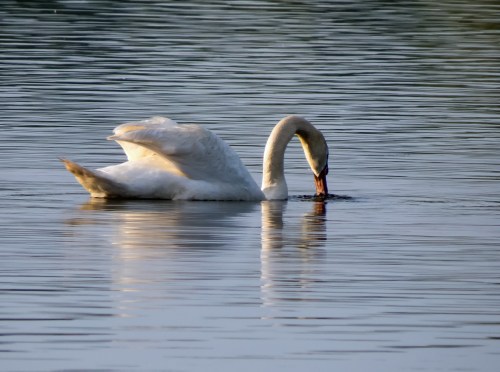 Mute Swan