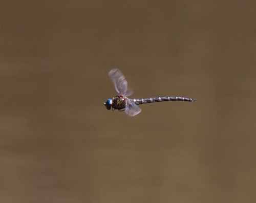 Cyrano Darner
