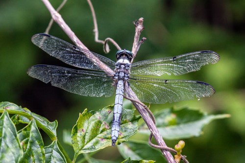 blue dasher
