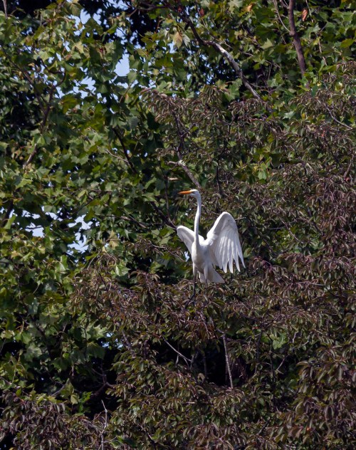Great Egret