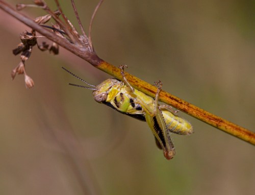 grasshopper