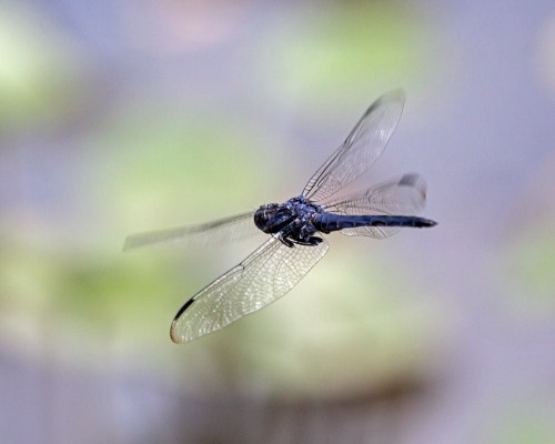 Slaty Skimmer