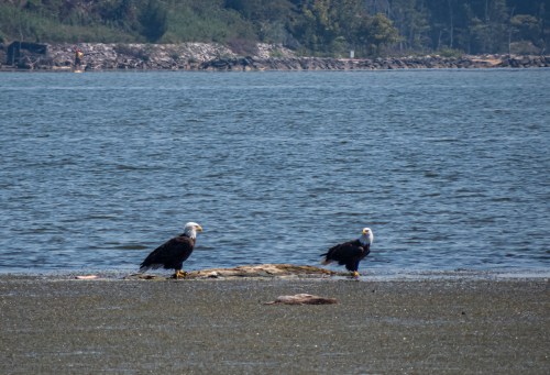 bald eagles