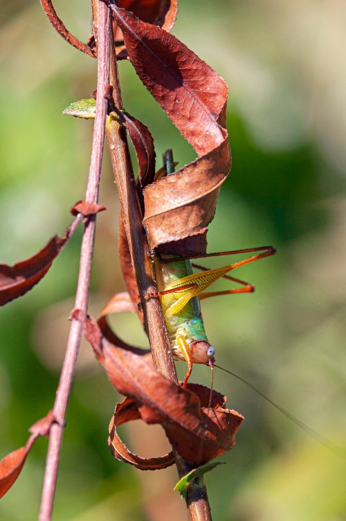 Handsome Meadow Katydid