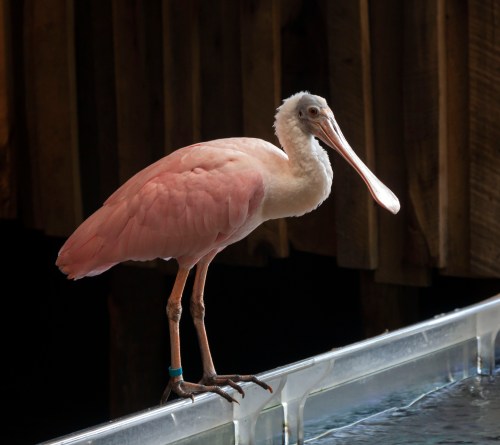 Roseate Spoonbill