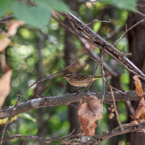 Palm Warbler