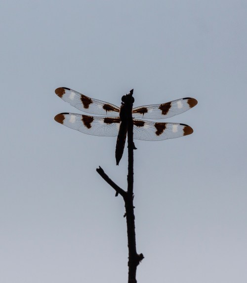 Twelve-spotted Skimmer