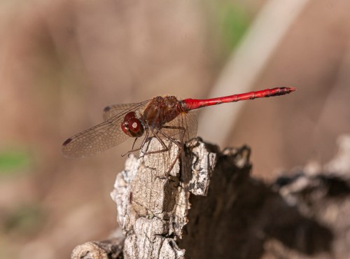 Autumn Meadowhawk