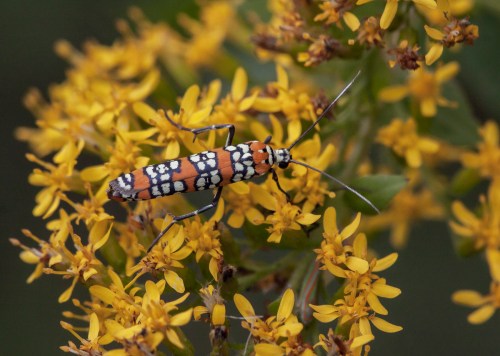 Ailanthus Webworm moth