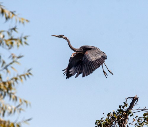Great Blue Heron