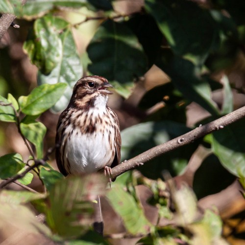 Song Sparrow