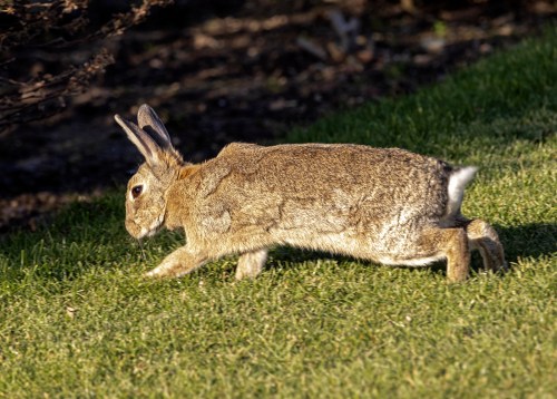 Rabbit in Rodin garden