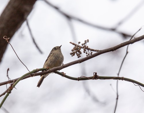 Ruby-crowned Kinglet