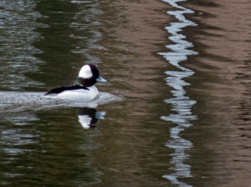 Bufflehead