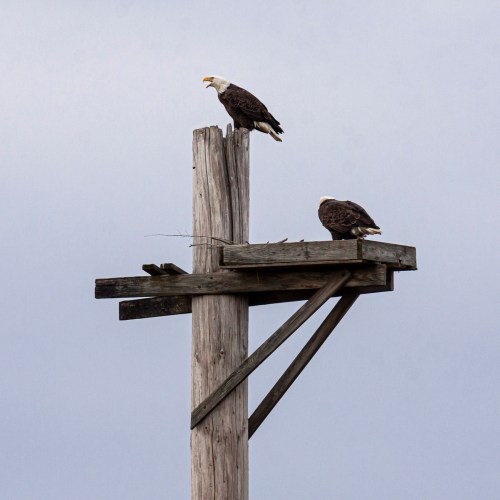 bald eagles