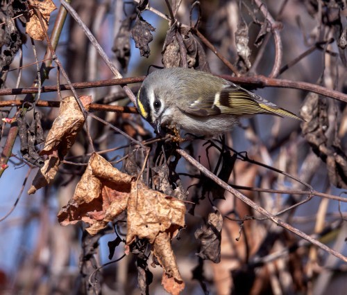 Golden-crowned Kinglet