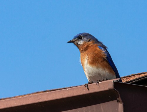 Eastern Bluebird