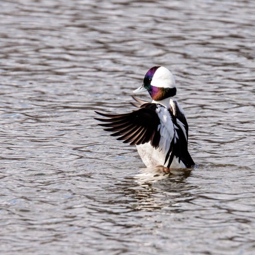 bufflehead