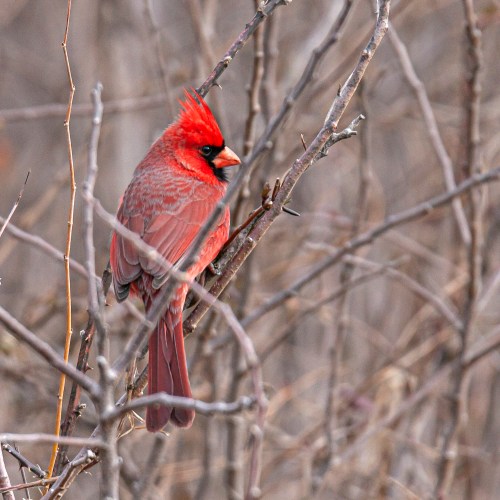 Northern Cardinal