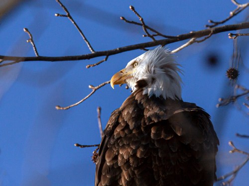 bald eagle