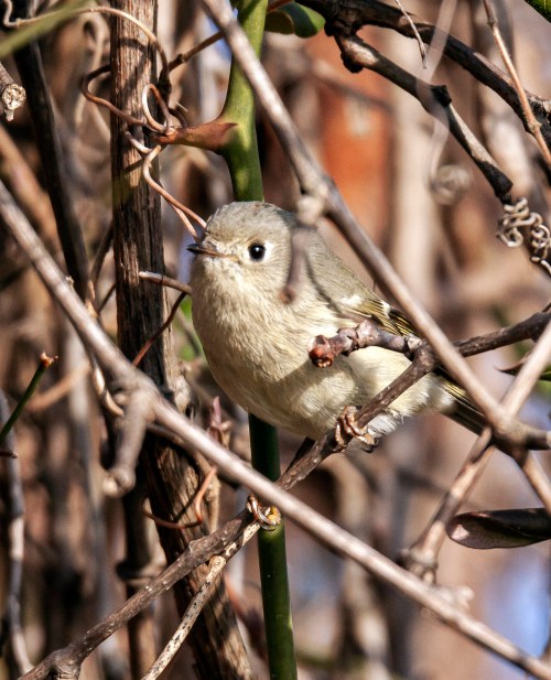 Ruby-crowned Kinglet