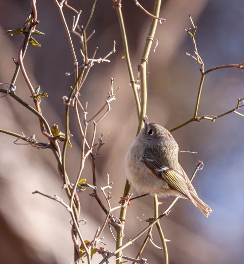Ruby-crowned Kinglet