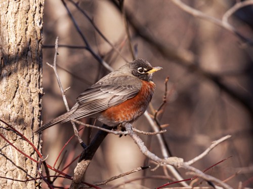 American Robin