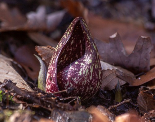 skunk cabbage