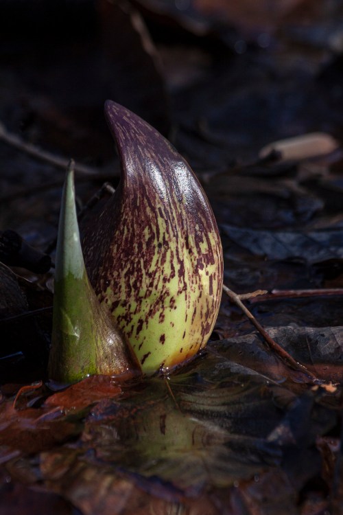 skunk cabbage