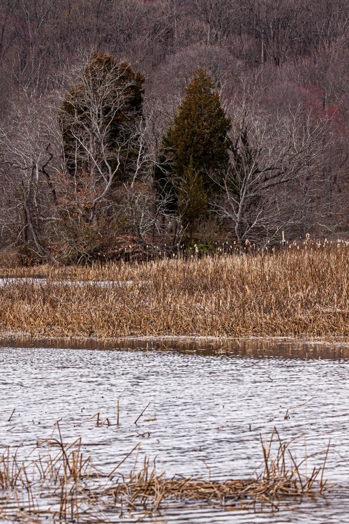 Accotink Bay Wildlife Refuge