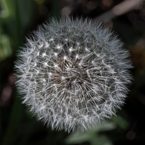 dandelion