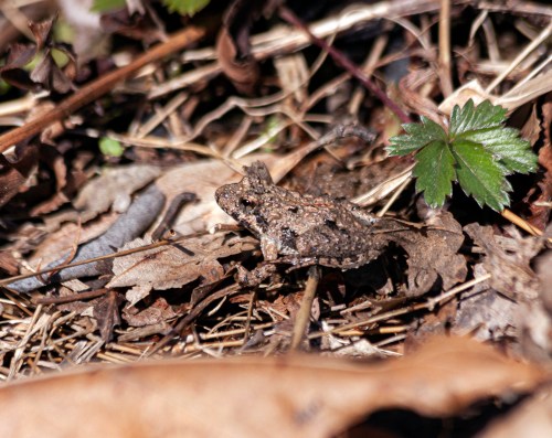 Eastern Cricket Frog